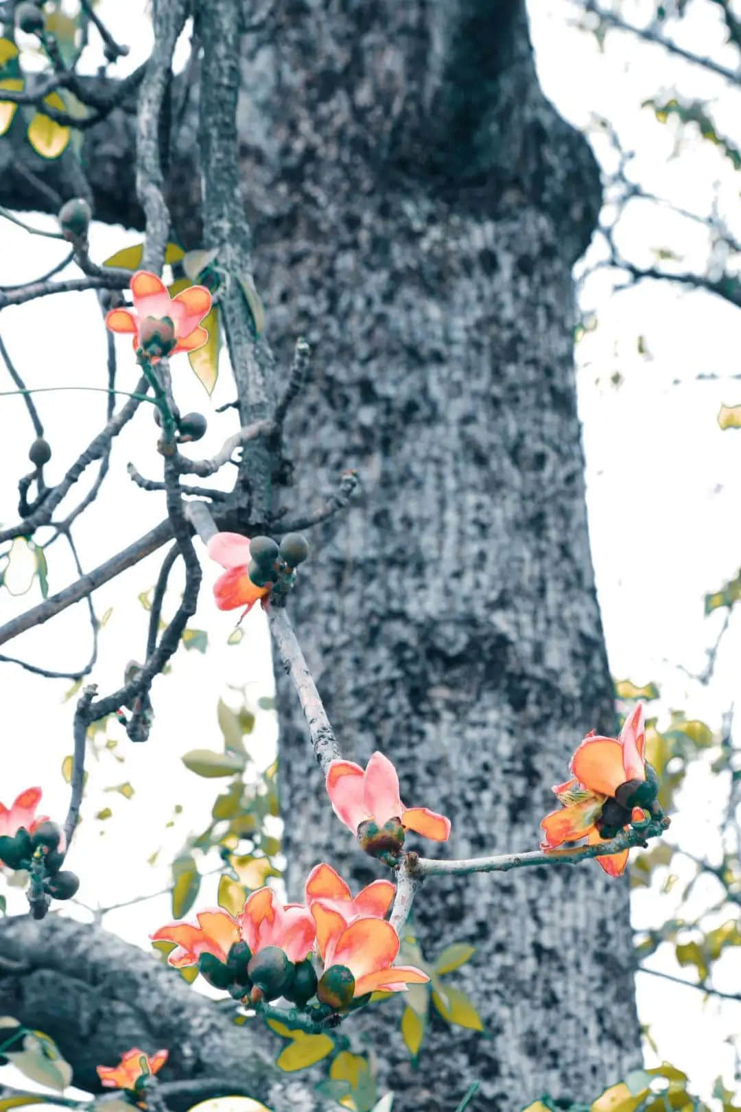 十赞英雄花，钩沉陈恭伊 || 李建辉