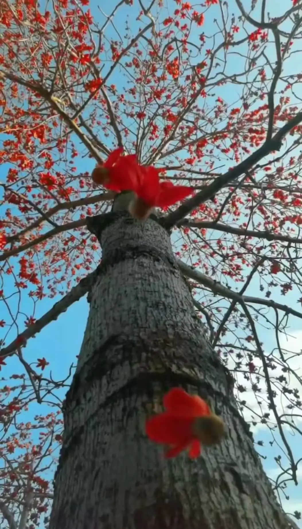 十赞英雄花，钩沉陈恭伊 || 李建辉