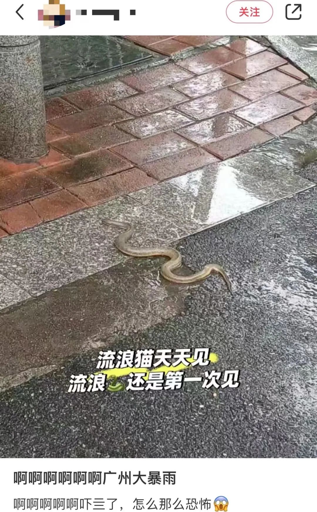 暴雨下的广州：天河有河，番禺有鱼