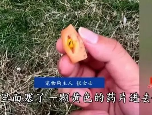 谁是凶手？广州10日内超40只狗被毒死！